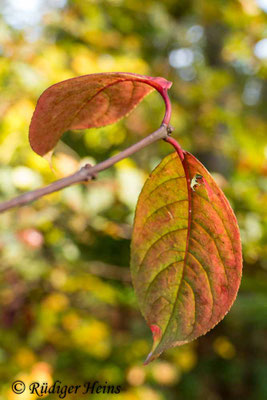 Euonymus europaeus (Europäisches Pfaffenhütchen)