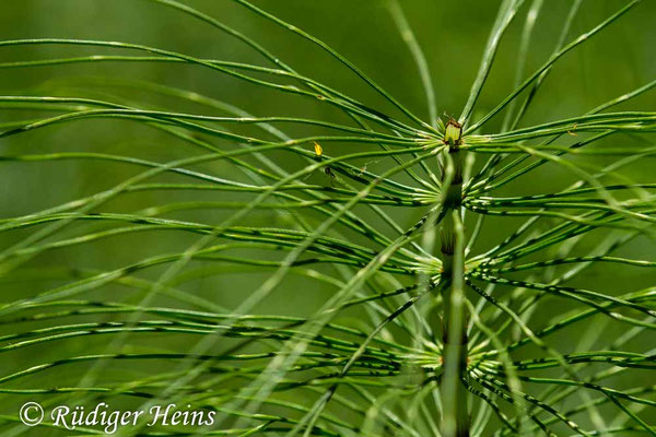 Equisetum telmateia (Riesen-Schachtelhalm), 29.6.2019