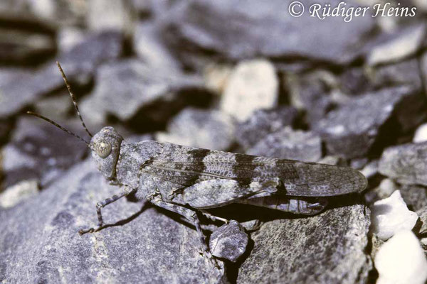 Sphingonotus caerulans (Blauflügelige Sandschrecke) Weibchen, 18.7.1988 (Scan vom Dia)