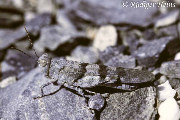 Sphingonotus caerulans (Blauflügelige Sandschrecke) Weibchen