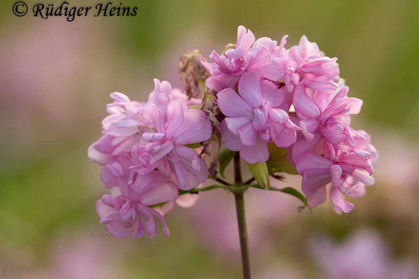 Saponaria officinalis (Echtes Seifenkraut), 22.7.2018