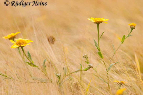 Glebionis segetum (Saat-Wucherblume)