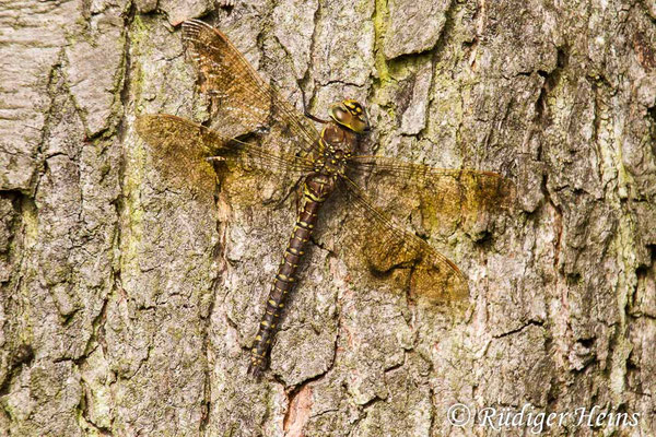 Aeshna juncea, Torf-Mosaikjungfer, Weibchen