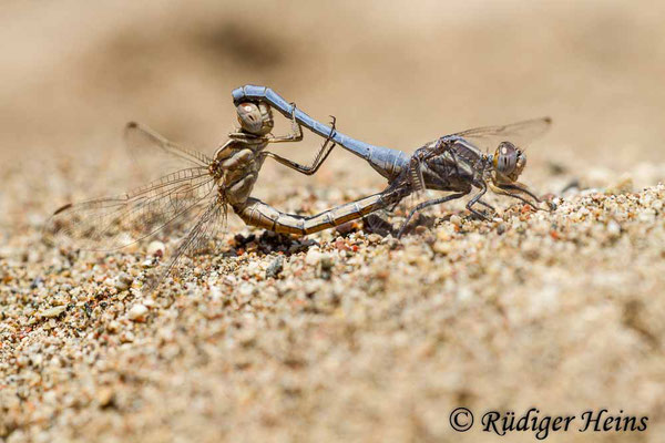 Orthetrum taeniolatum (Zierlicher Blaupfeil) Paarung, 15.5.2015