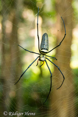 Nephila pilipes (Seidenspinne), 17.1.2023