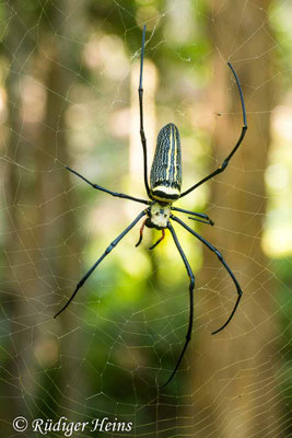 Nephila pilipes (Seidenspinne)