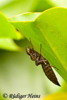Aeshna cyanea, Blaugrüne Mosaikjungfer, Exuvie