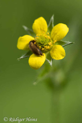 Geum urbanum (Echte Nelkenwurz)