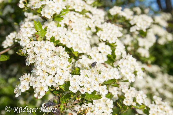 Crataegus laevigata (Zweigriffeliger Weißdorn), 30.5.2021