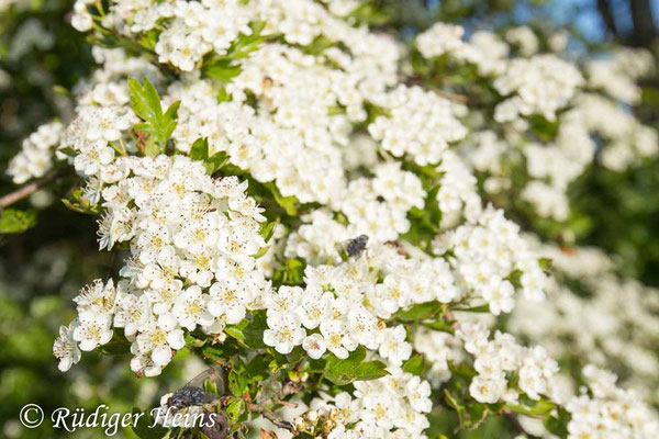 Crataegus laevigata (Zweigriffeliger Weißdorn)