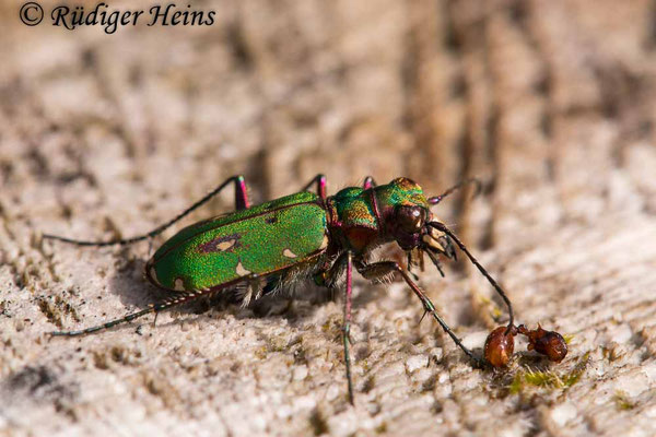 Cicindela campestris (Feld-Sandlaufkäfer), 10.9.2020