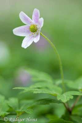 Buschwindröschen (Anemone nemorosa), 12.4.2024 - Makroobjektiv 100mm f/2.8
