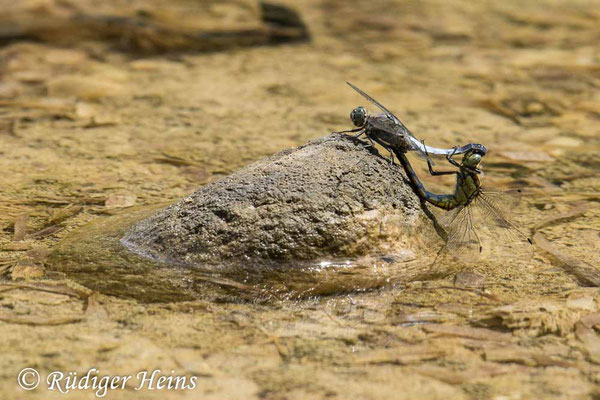 Großer Blaupfeil (Orthetrum cancellatum) Paarungsrad