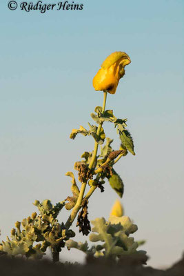Glaucium flavum (Gelber Hornmohn), 18.5.2022