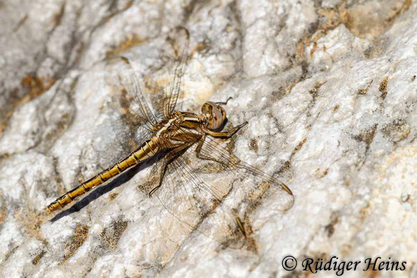 Orthetrum taeniolatum (Zierlicher Blaupfeil) Weibchen, 15.5.2015