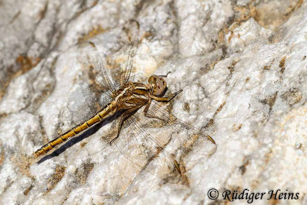 Orthetrum taeniolatum (Zierlicher Blaupfeil) Weibchen