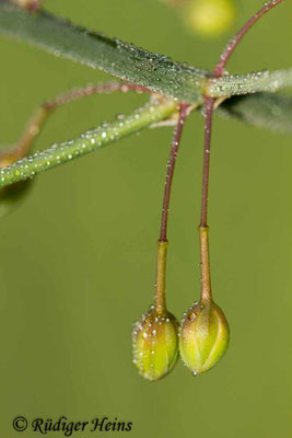 Asparagus officinalis (Weißer Spargel)