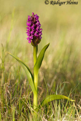 Dactylorhiza incarnata (Fleischfarbene Fingerwurz), 31.5.2014