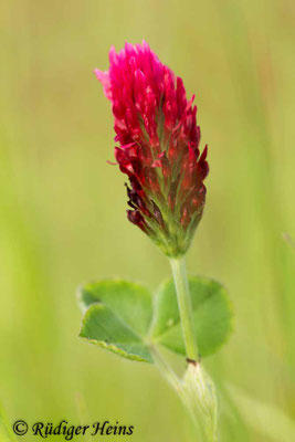 Trifolium incarnatum (Inkarnat-Klee)