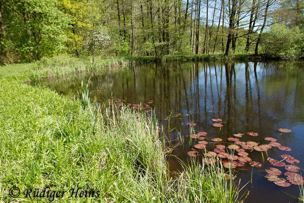 Pyrrhosoma nymphula (Frühe Adonislibelle) Habitat, 5.5.2018