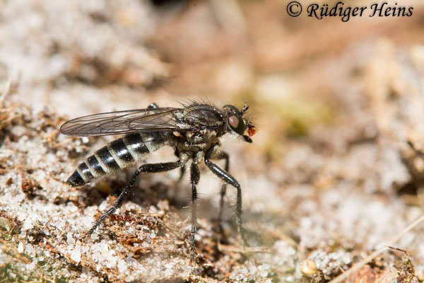 Lasiopogon cinctus (Gemeiner Grauwicht) Weibchen, 25.4.2020