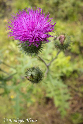 Cirsium vulgare (Gewöhnliche Kratzdistel), 1.8.2025