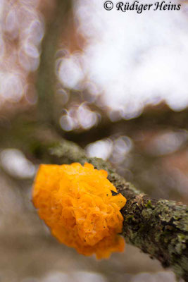 Goldgelber Zitterling (Tremella mesenterica), 25.1.2017
