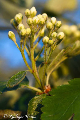 Sorbus intermedia (Schwedische Mehlbeere), 31.5.2014