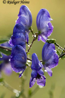 Aconitum napellus (Blauer Eisenhut)