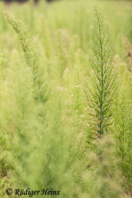 Conyza canadensis (Kanadisches Berufkraut)