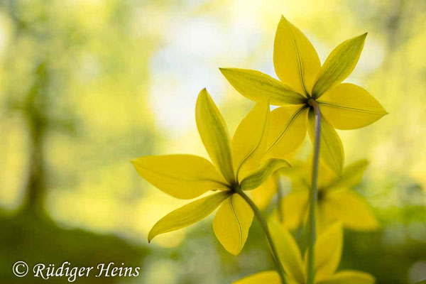 Tulipa sylvestris (Wilde Tulpe)