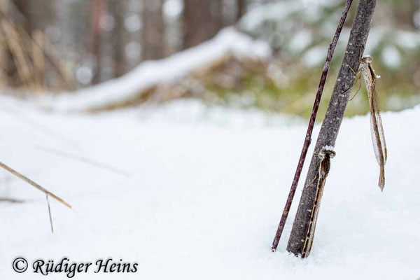 Männchen und Weibchen der Gemeinen Winterlibelle