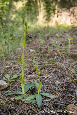 Ophrys speculum (Spiegel-Ragwurz)
