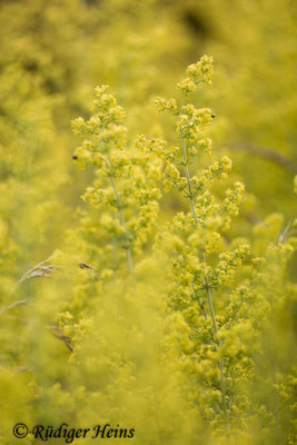 Galium verum (Echtes Labkraut)