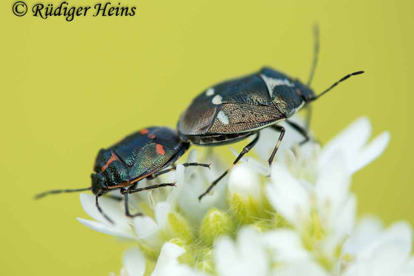 Eurydema oleracea (Kohlwanze), 11.6.2021