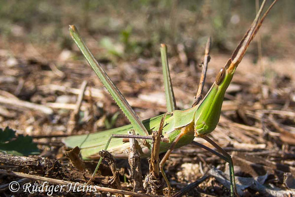 Acrida ungarica (Gewöhnliche Nasenschrecke) Weibchen