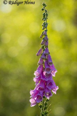 Digitalis purpurea (Roter Fingerhut), 9.6.2024