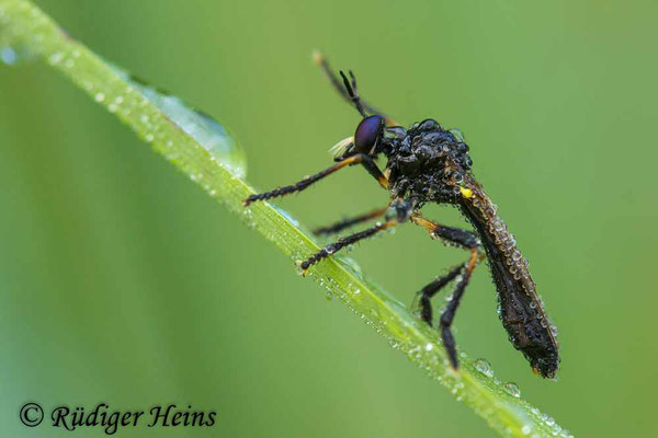 Dioctria cothurnata (Beulen-Habichtsfliege) Männchen, 30.7.2024
