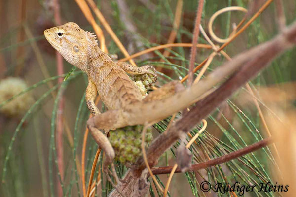 Calotes versicolor (Blutsaugeragame)