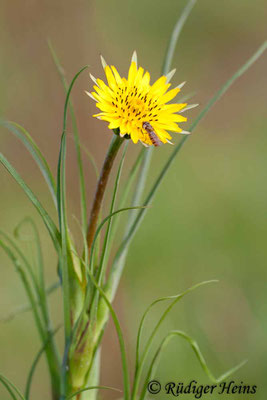 Tragopogon pratensis (Wiesen-Bocksbart)