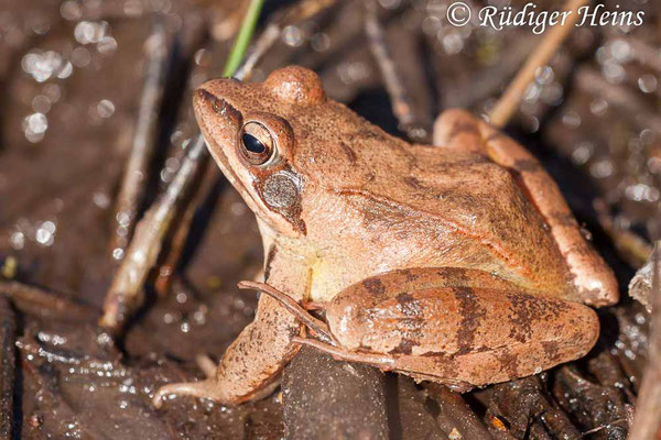 Rana dalmatina (Springfrosch) Männchen, 23.4.2020