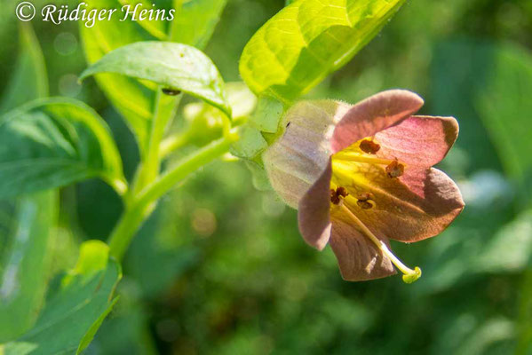 Atropa belladonna (Schwarze Tollkirsche), 18.6.2023