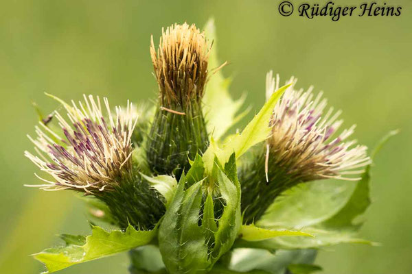 Cirsium oleraceum (Kohl-Kratzdistel)