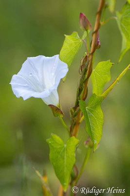 Calystegia sepium (Echte Zaunwinde), 13.7.2023