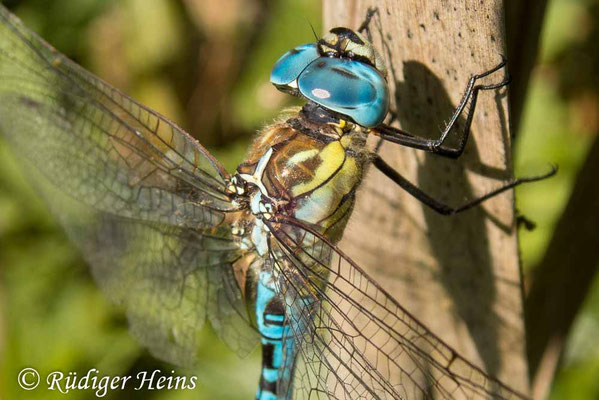 Aeshna affinis, Südliche Mosaikjungfer, Männchen