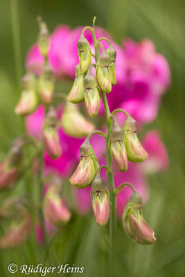 Lathyrus latifolius (Breitblättrige Platterbse)