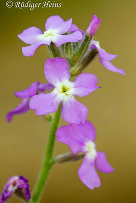 Matthiola tricuspidata (Dreihörnige Levkoje), 20.5.2013