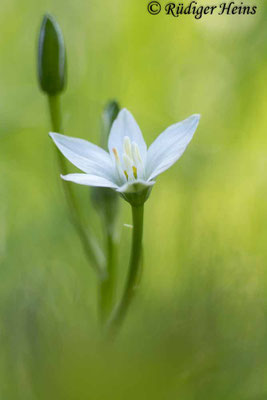Ornithogalum umbellatum (Dolden-Milchstern)