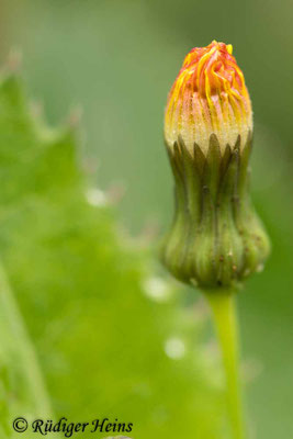 Sonchus asper (Raue Gänsedistel), 7.6.2025