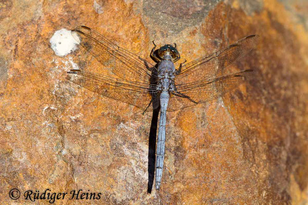 Orthetrum chrysostigma (Rahmstreif-Blaupfeil) Männchen, 23.9.2016